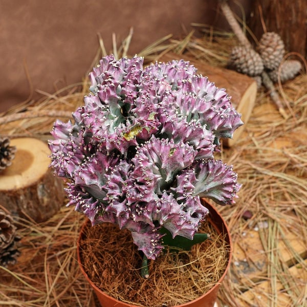 5" Live Succulent Plants, Euphorbia Lactea Cristata, Easy Care Plants