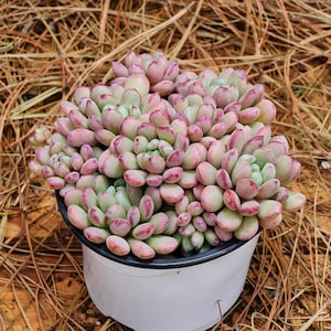 Puede incluir: Primer plano de una planta suculenta con hojas rosadas y verdes en una maceta blanca. La planta está rodeada de agujas de pino marrones.