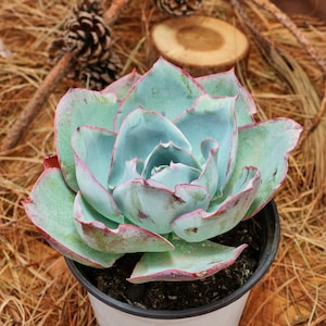 May include: A potted succulent plant with pale blue-green leaves edged in red. The plant is in a white pot with a black rim, set against a backdrop of dried grass, pine needles, and decorative pine cones.