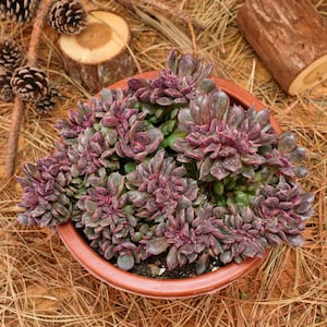 15 cm levande suckulenta växter, Echeveria Zester Crested, lättskötta växter
