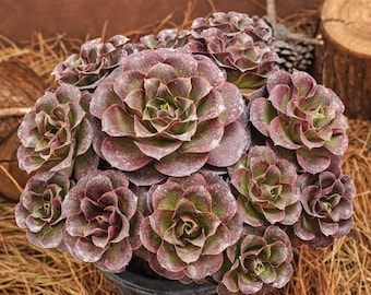 7" Live Succulent Plants, Aeonium Black Gold Rose, Easy Care Plants