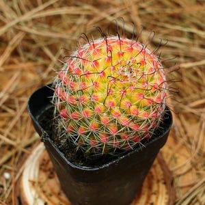 May include: A small, round cactus with yellow and red hues, planted in a black square pot. The cactus has sharp, dark spines and is set on a wooden slice, surrounded by dried pine needles. A vibrant, eye-catching succulent.