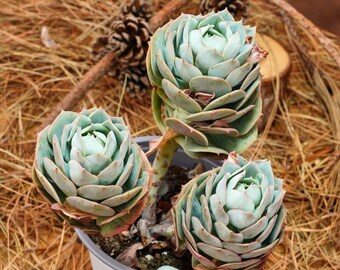 エケベリア クラウディア ローズ、珍しい多肉植物、最高の贈り物