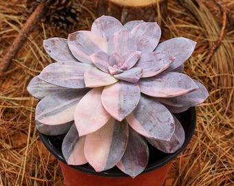 Plantas suculentas vivas de 5 pulgadas, Graptopetalum Superbum variegado, plantas de fácil cuidado.