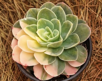 5" Live Succulent Plants, Echeveria Xingtana Variegated, Easy Care Plants