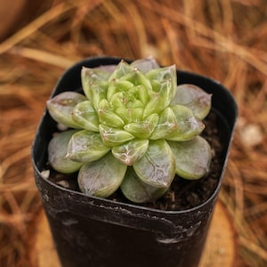 Peut inclure: Une petite plante succulente dans un pot en plastique noir. Les feuilles vertes et violettes sont disposées en rosette. Le pot est posé sur une surface en bois, avec un arrière-plan flou d'herbe sèche.