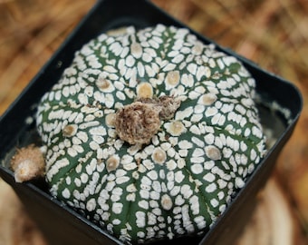2&quot; Live Succulent Plants, Astrophytum Super Kabuto, Easy Care Plants