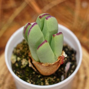 Conophytum Plant - Etsy