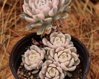 Plantas suculentas vivas de 5&quot;, Echeveria Nicksana Variegada, Plantas de fácil cuidado