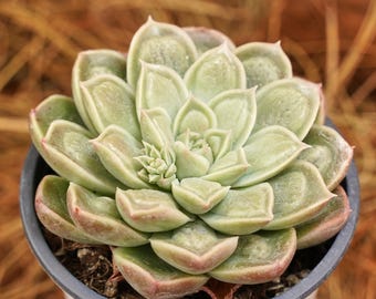 4-calowe żywe sukulenty, Echeveria Doctor Strange, rośliny łatwe w pielęgnacji