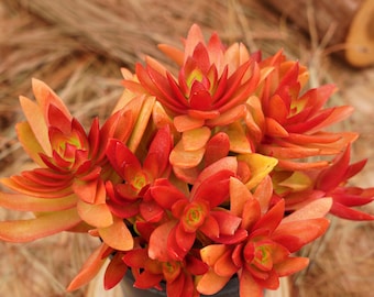 5&quot; Live Succulent Plants, Crassula Capitella Campfire, Easy Care Plants