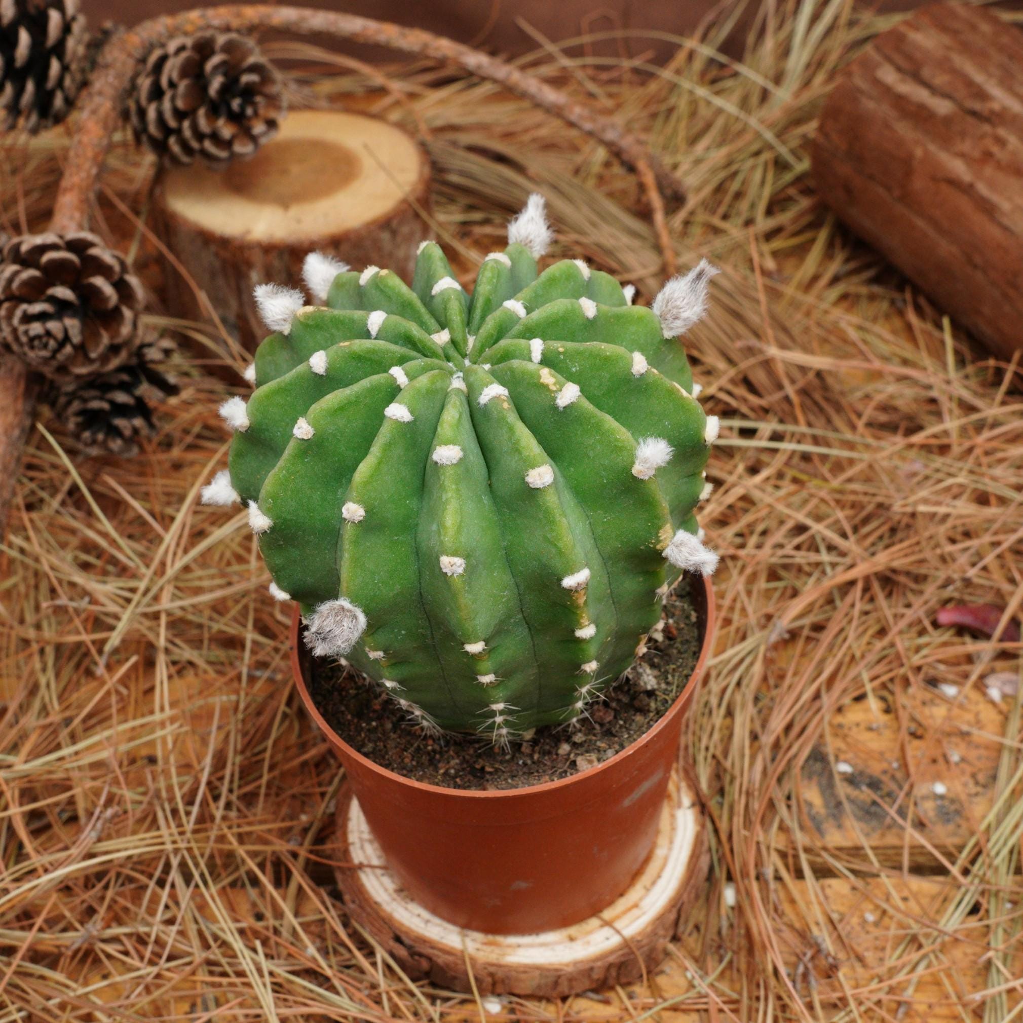 Echinopsis - Etsy 日本