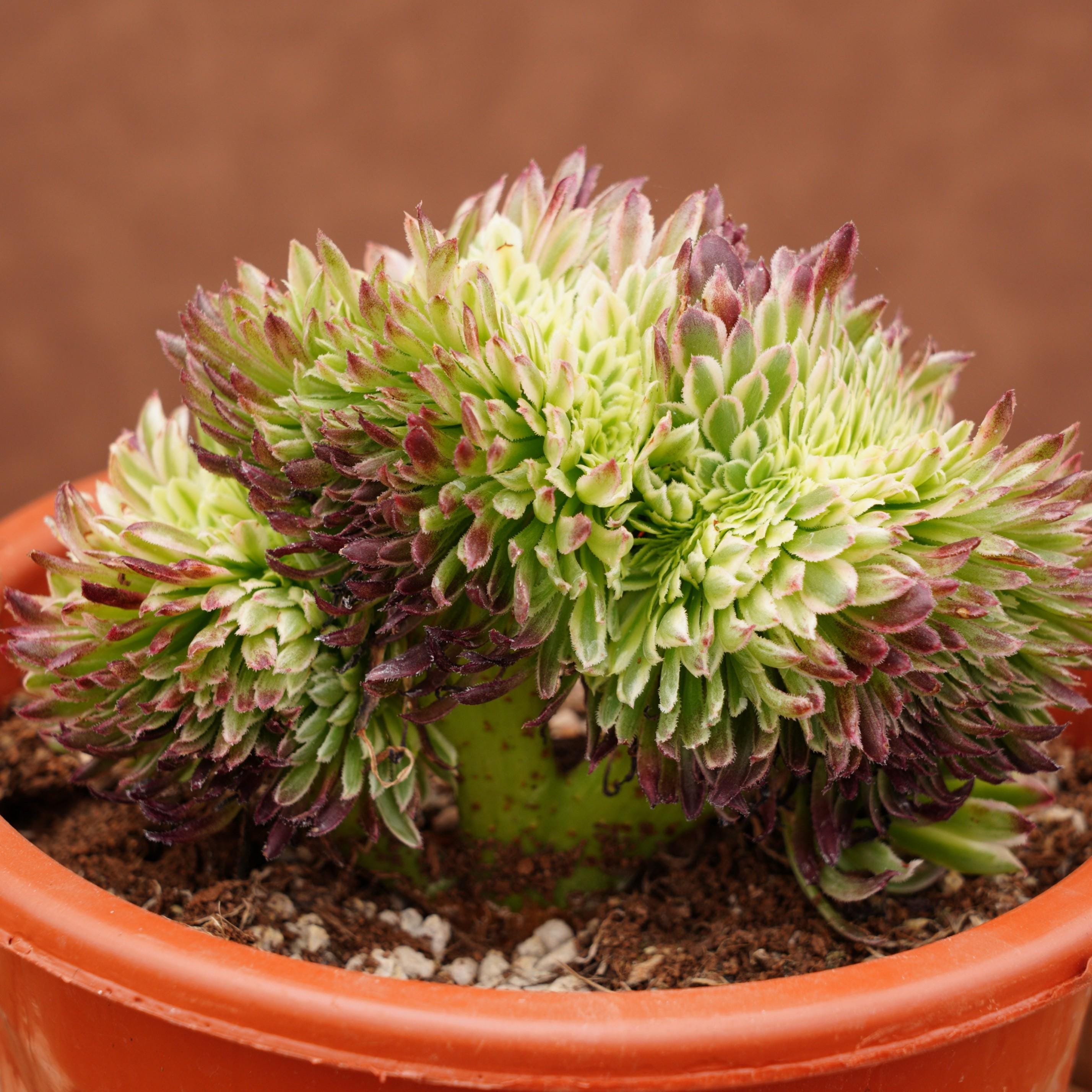 Rare aeonium - Etsy 日本