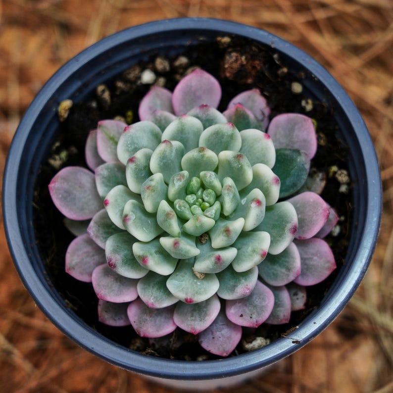 3" Live Succulent Plants, Echeveria Blue Apple Variegated - Thumbnail 5