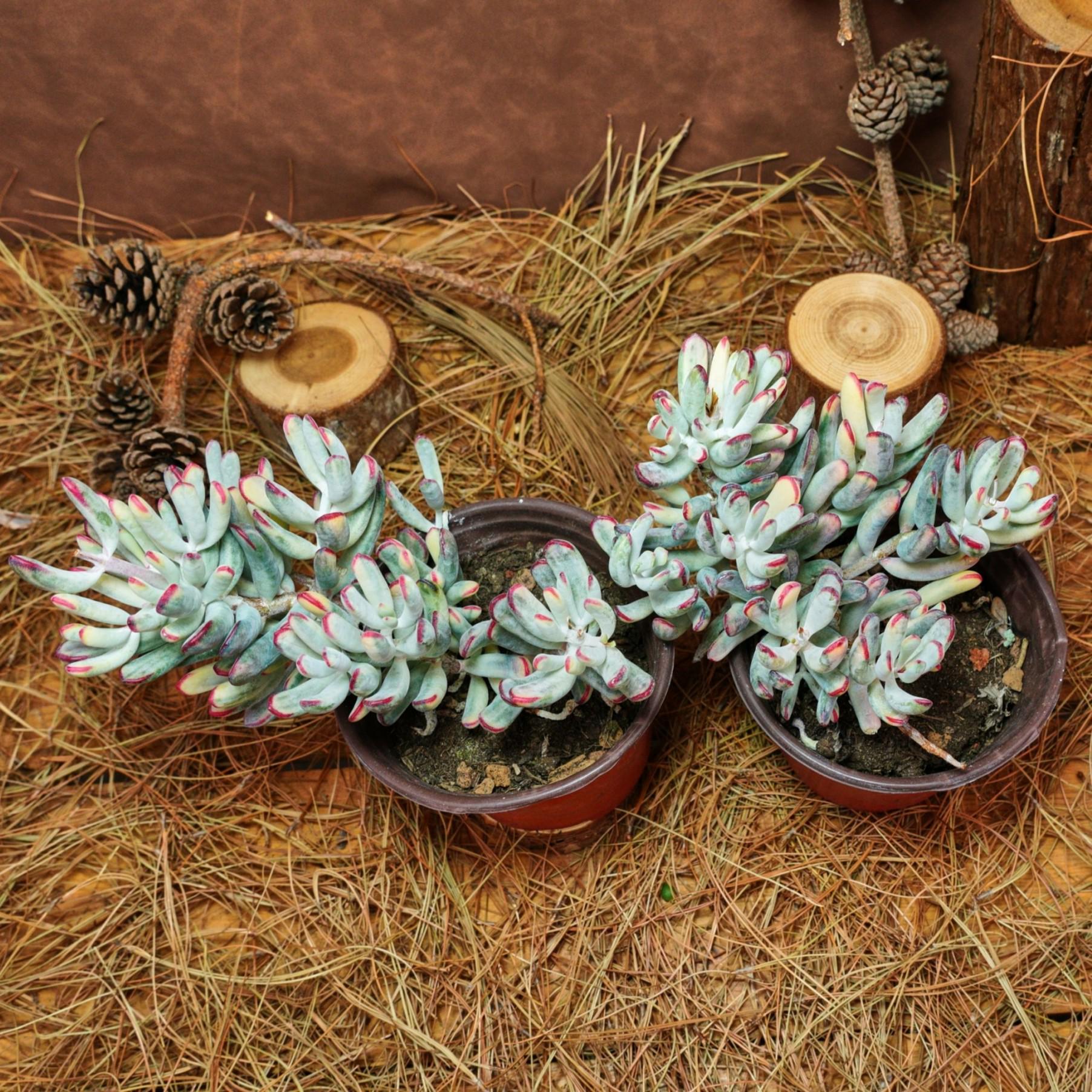 多肉植物 6インチの生きた多肉植物、コチレドン・オルビキュラータcv. ロング