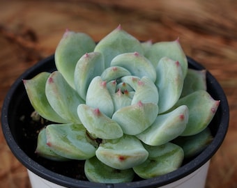 4インチの生きた多肉植物、エケベリア ラタム、お手入れが簡単な植物