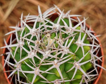 3.5 Gymnocalicium Cardenasianum | Live Cactus | Live Plant in 3.5 Pot -  Etsy