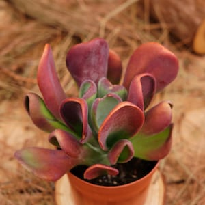 May include: A succulent plant with fleshy, curled, burgundy-colored leaves in a terracotta pot. The plant is sitting on a bed of brown pine needles.