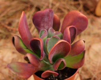 5 "Lebende Sukkulenten Pflanzen, Kalanchoe Brocante, Easy Care Pflanzen