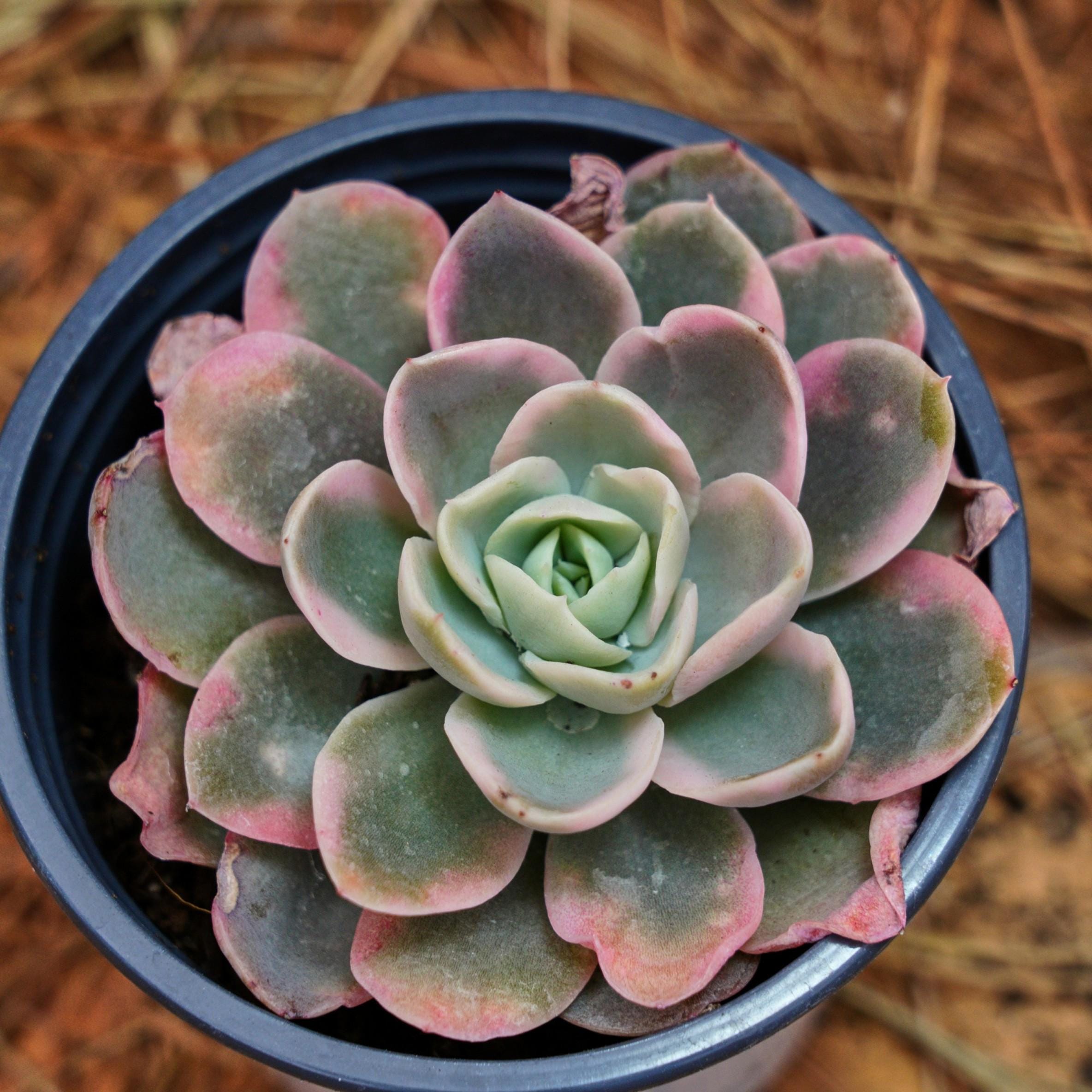 10株 B119 多肉植物 エケベリア ピンクまだら 韓国苗 土と鉢 鉢植え