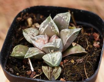 Levende vetplanten: 2 inch, Haworthia Cooperi Tongque Tower, onderhoudsvriendelijke planten