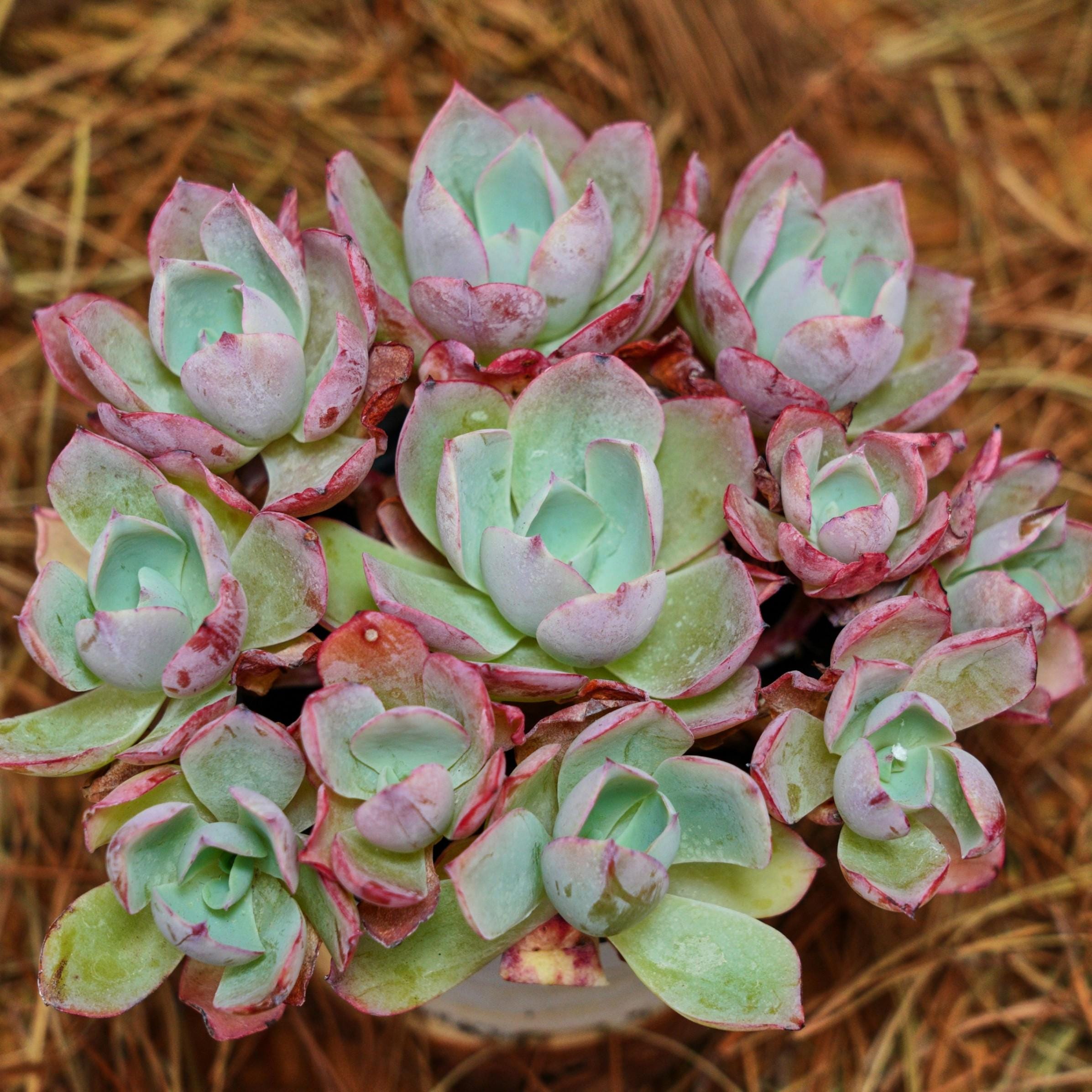 5インチの生きた多肉植物、エケベリア ホワイトローズ、お手入れ簡単な