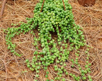 Piante succulente vive da 10 cm, Ceropegia pearl, piante facili da curare