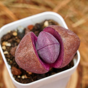 May include: A close-up of a Lithops plant, also known as a living stone, in a white square pot. The plant has a split, revealing a vibrant purple interior. The outer leaves are a speckled brown color.