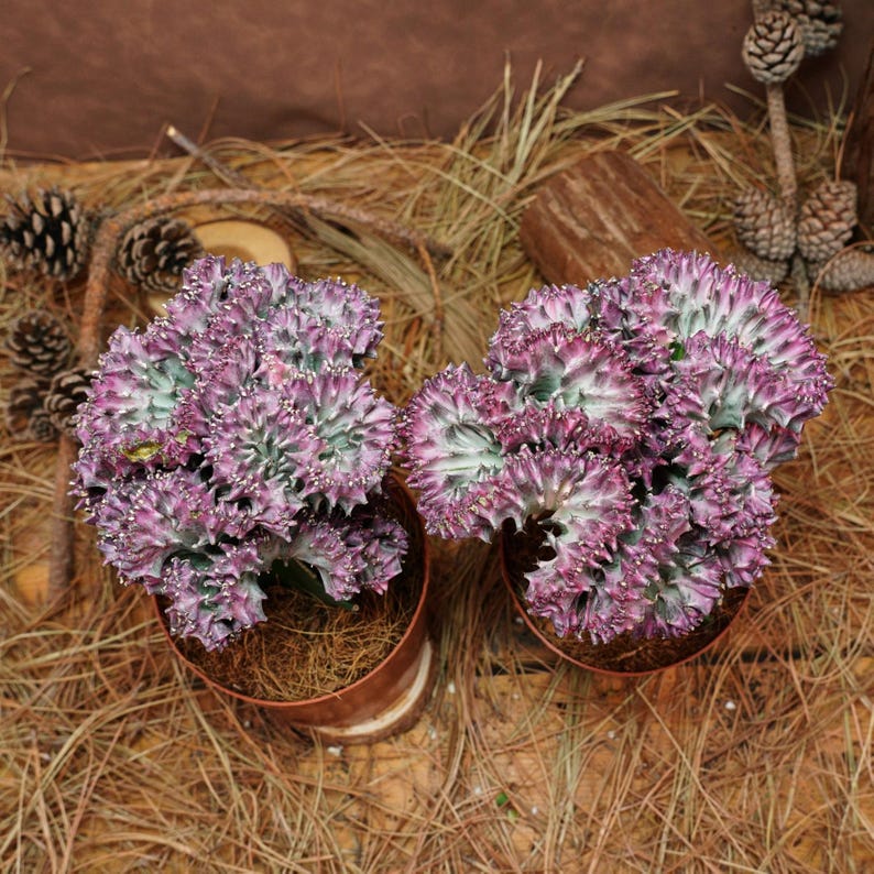 BestLittleShoppe Euphorbia Lactea Cristata - Thumbnail 5