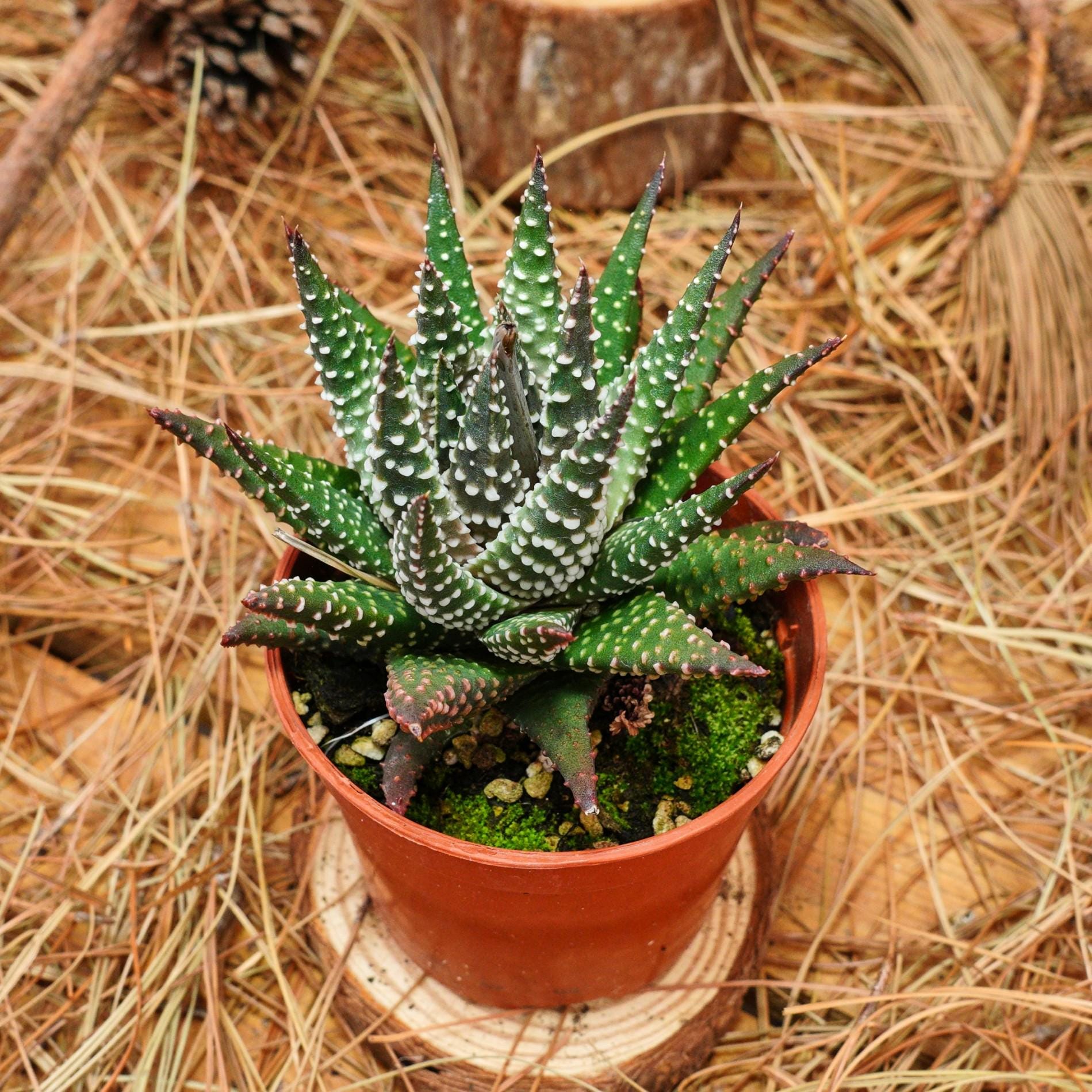 Haworthia pumila - Etsy 日本