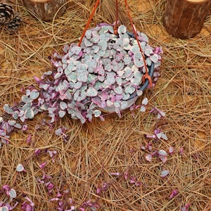 Può includere: Un cestino sospeso traboccante di una pianta di String of Hearts. La pianta presenta foglie a forma di cuore con un mix di tonalità verdi, rosa e argentate. Lo sfondo è un letto di aghi di pino secchi, con pezzi di legno decorativi.