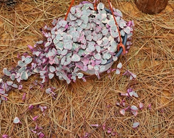 5" Live Succulent Plants, Ceropegia Woodii Variegata, Easy Care Plants