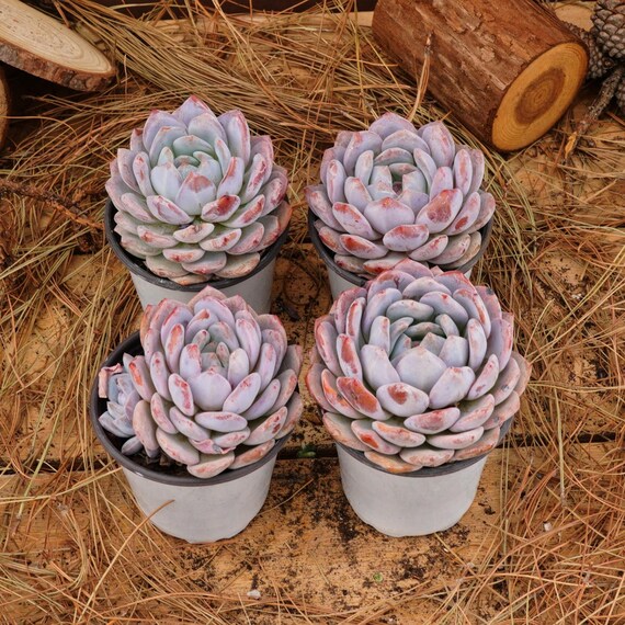 多肉植物 4インチの生きた多肉植物、エケベリア モンロー、お手入れが簡単な植物