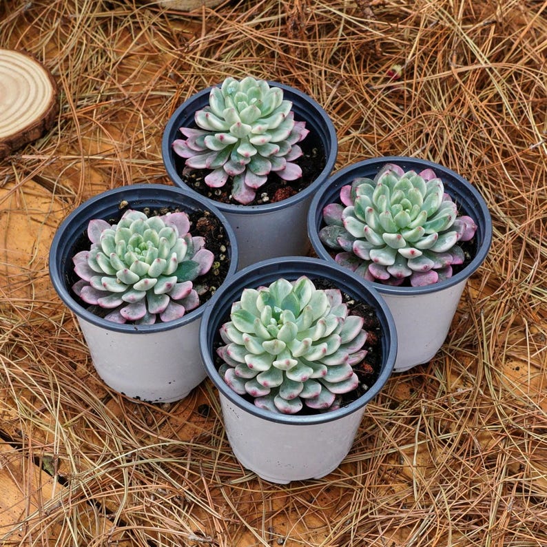 3" Live Succulent Plants, Echeveria Blue Apple Variegated