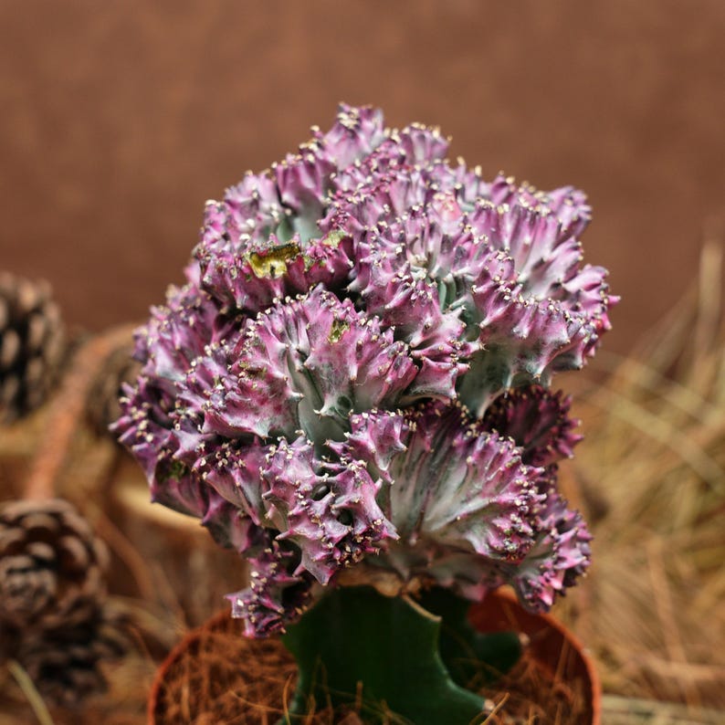 BestLittleShoppe Euphorbia Lactea Cristata