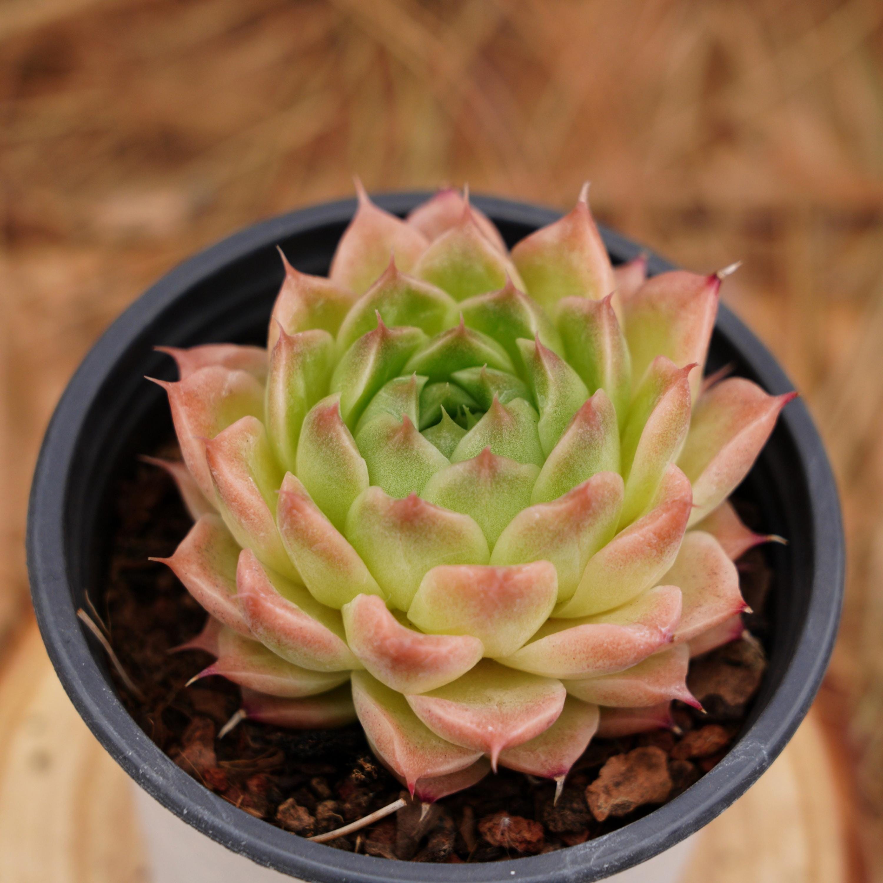 Plantas suculentas vivas de 4", Echeveria Malgan, plantas de fácil cuidado