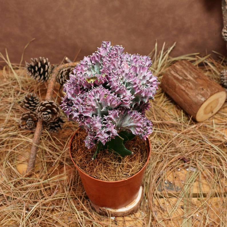 BestLittleShoppe Euphorbia Lactea Cristata - Thumbnail 3