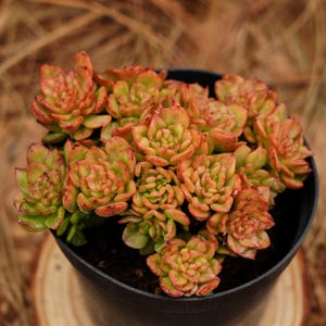 May include: A close-up of a succulent plant with green and orange leaves in a black pot. The plant is in a cluster of rosettes.