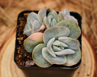 Plantas suculentas vivas de 3&quot;, Echeveria Lovely Rose Variegada, plantas fáceis de cuidar