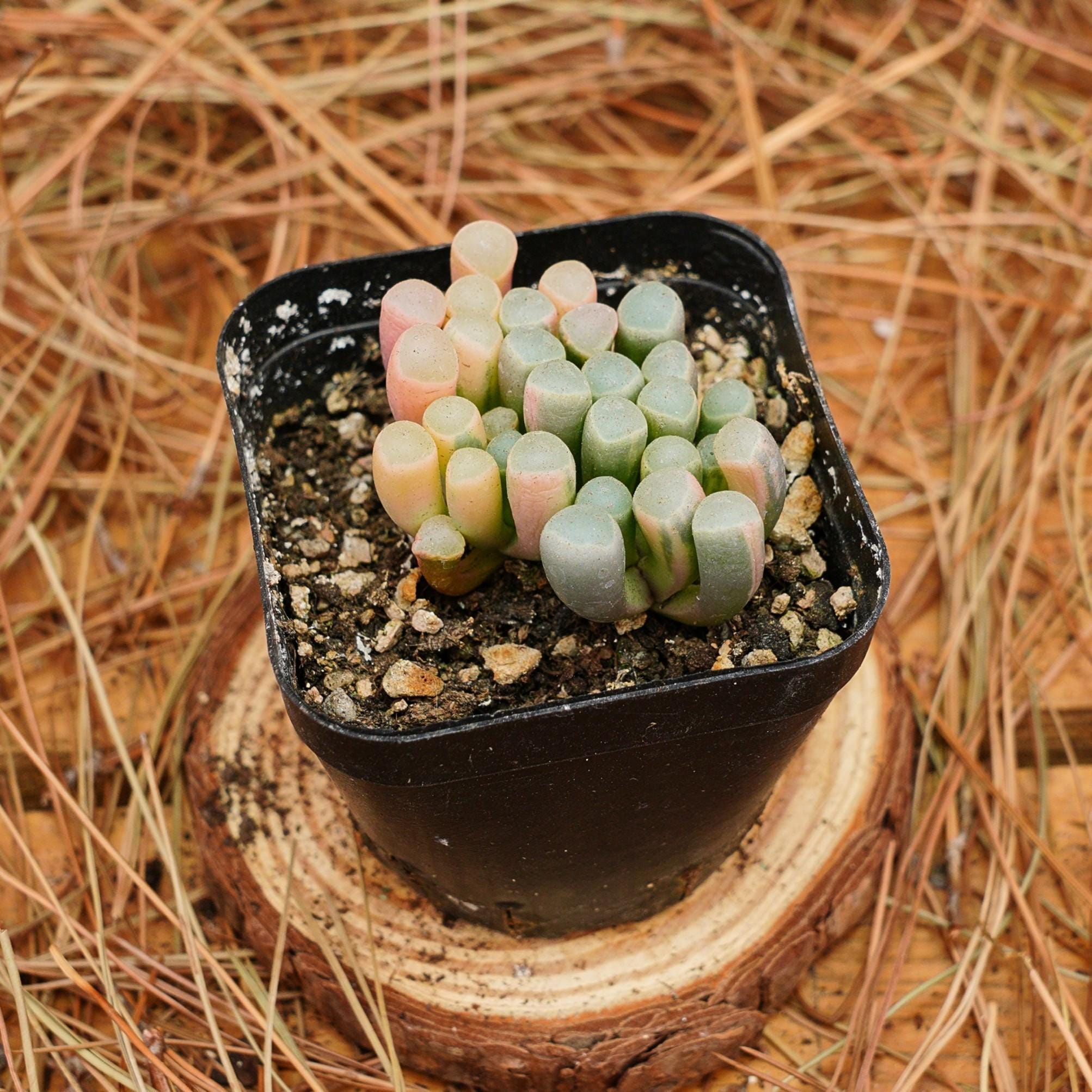 Aurantiaca - Etsy 日本