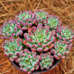 May include: A close-up of a group of succulent plants in a brown pot. The succulents are green with red tips and have a rosette shape.