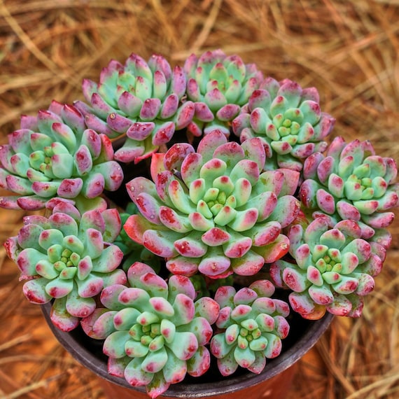 types of cactus in texas Texas Native Cacti main image 1