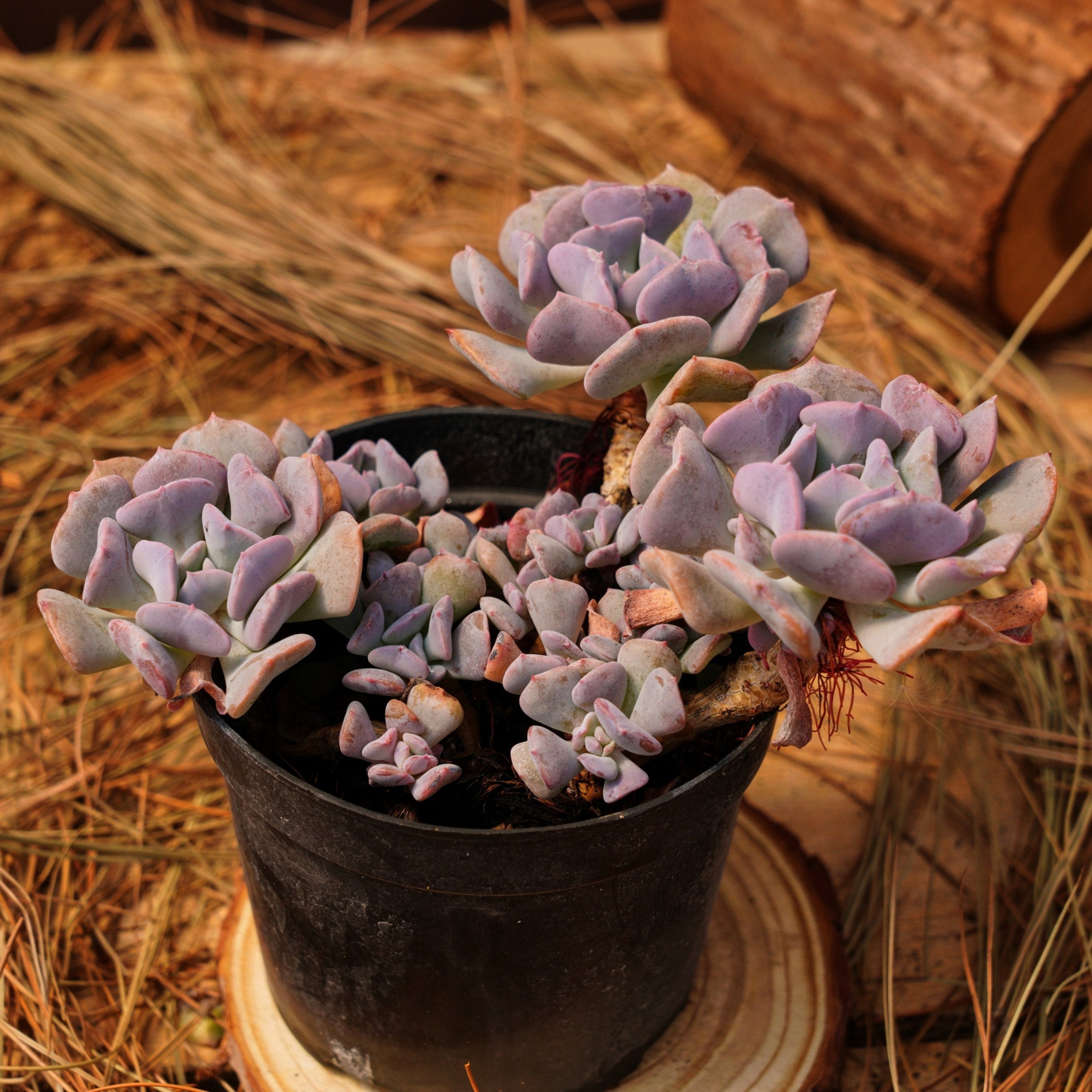 5" Live Succulent Plants, Echeveria Cubic Frost, Easy Care Plants