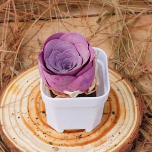 K&ouml;nnte beinhalten: Eine kleine, violette Sukkulente in einem wei&szlig;en quadratischen Topf, der auf einem runden Holz-Untersetzer steht.