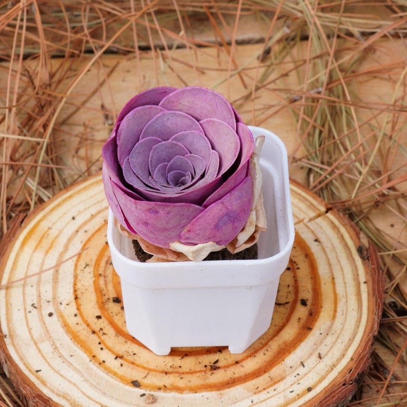 K&ouml;nnte beinhalten: Eine kleine, violette Sukkulente in einem wei&szlig;en quadratischen Topf, der auf einem runden Holz-Untersetzer steht.