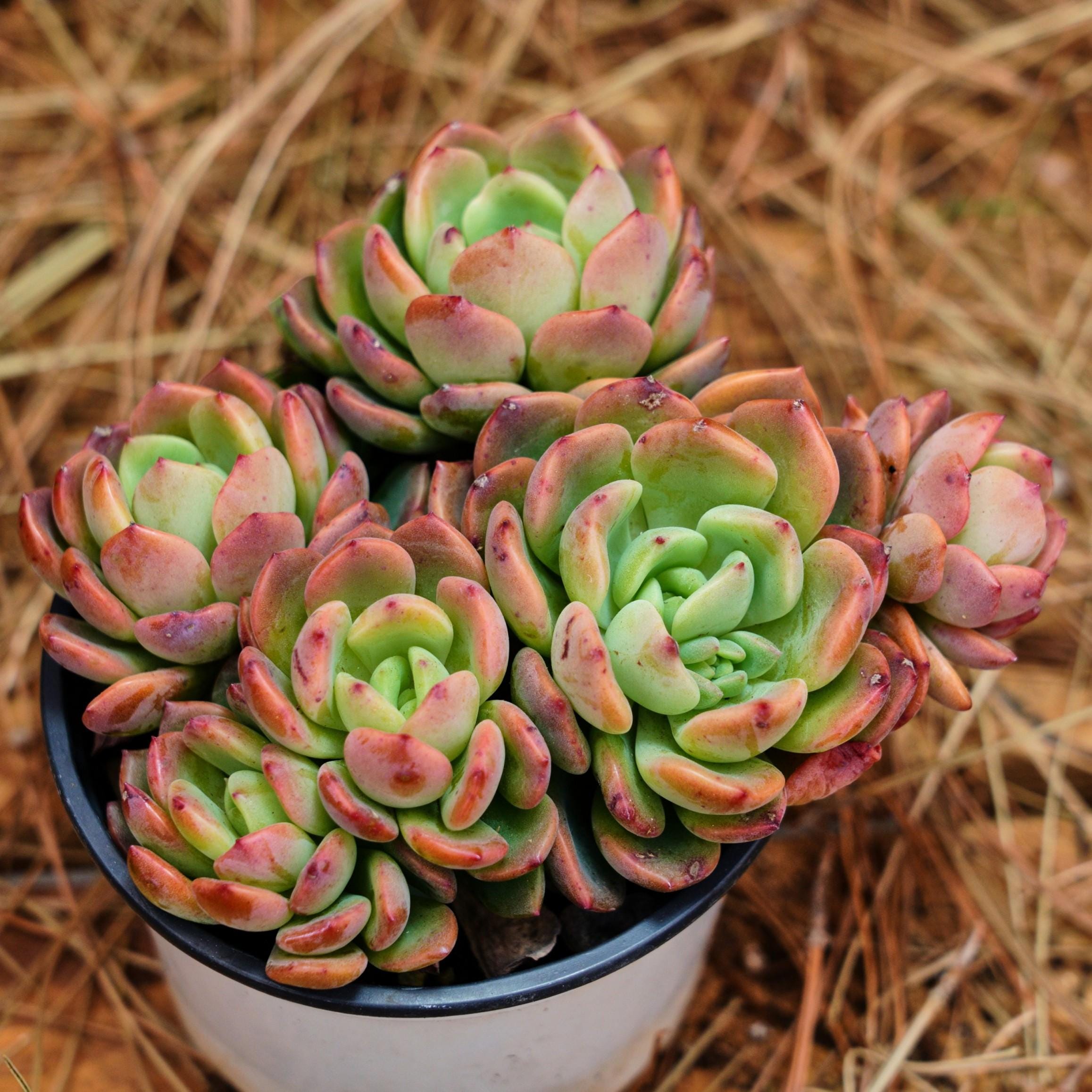 4.5インチの生きた多肉植物、エケベリア ファンタ、お手入れが簡単な
