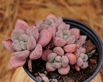 Echeveria Spotted Deer, Rare Succulent and Best Gift - Etsy