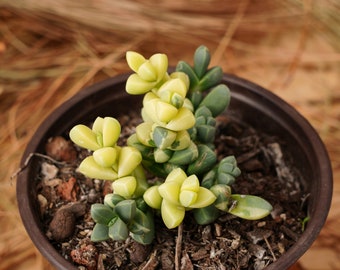3&quot; Live Succulent Plants, Corpuscularia Lehmannii Variegated, Easy Care Plants