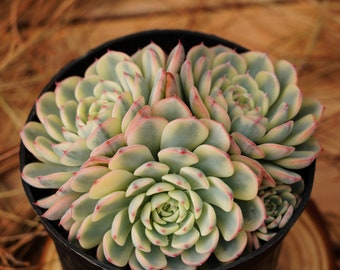 5" Live Succulent Plants, Echeveria Minima, Easy Care Plants