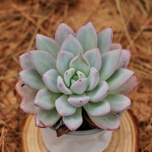4&quot; Live Succulent Plants, Echeveria Star Snow, Easy Care Plants